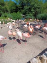 Flamingo sleap Zoo