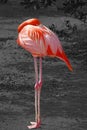 Sleeping flamingo