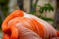 Flamingo Sleeping