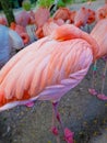 Flamingo Sleeping With A Tucked Head In Feathers