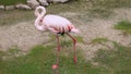 Flamingo is slowly coming to feeder near pond.