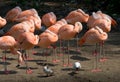 Flamingo slumber party