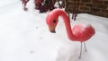 Flamingo in the Snow
