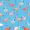 Flamingo species cartoon set. Vector birds collection Royalty Free Stock Photo