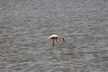 Flamingo spotted in Lake Amboseli