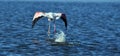 a flamingo squawks, Greater flamingo