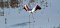 a flamingo squawks, Greater flamingo