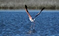 a flamingo squawks, Greater flamingo