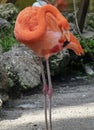 Flamingo Standing Close Up In Color Royalty Free Stock Photo