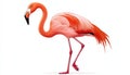Flamingo standing elegantly white isolate background Royalty Free Stock Photo