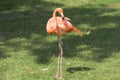 Flamingo, standing in evening sun, phoenicopterus