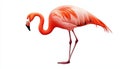 Flamingo standing gracefully white isolate background Royalty Free Stock Photo