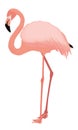 Flamingo Standing Illustration Vector