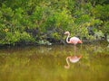 Flamingo standing in a lake captured during the daytime Royalty Free Stock Photo