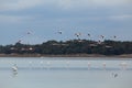 Flamingo standing in the lake and in flight. Royalty Free Stock Photo