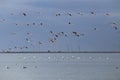 Flamingo standing in the lake and in flight. Royalty Free Stock Photo