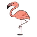 Flamingo Standing on 1 Leg. Birds from Different parts of World.