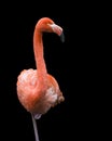 Flamingo standing on one leg