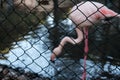 Flamingo standing on one leg near a pond or lake in summer. Wild animals in captivity. Pink flamingo kept prisoner behind a metal Royalty Free Stock Photo