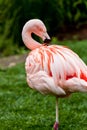 Flamingo standing on one leg while preening it`s feathers Royalty Free Stock Photo