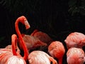 Flamingo standing out from the crowd