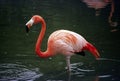 Flamingo Standing In A Pond