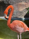 Flamingo standing in water