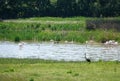 Flamingo and stork in El Rocio, Donana NP in Andalusia, Spain Royalty Free Stock Photo