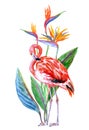 Flamingo and strelitzia, watercolor illustration