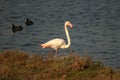 flamingo trying to feed by the sea