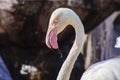 Flamingo Royalty Free Stock Photo