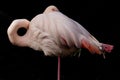 A flamingo taking a peek Royalty Free Stock Photo