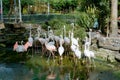 Flamingo at Thao Cam Vien Sai Gon, Viet Nam Royalty Free Stock Photo