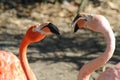 Flamingo Royalty Free Stock Photo