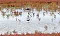 a flamingo with three black-winged stilts Royalty Free Stock Photo