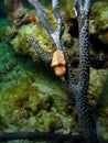 Flamingo Tongue