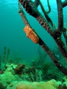 Flamingo Tongue