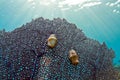 Flamingo tongue Gastropod