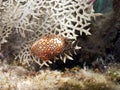 Flamingo Tongue mollusk Royalty Free Stock Photo