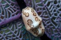 Flamingo Tongue on Sea Fan