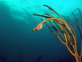 Flamingo Tongue on Sea Rod