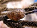 Flamingo Tongue Snail