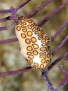 Flamingo tongue snail coral fern,roatan,honduras