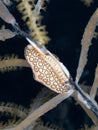 Flamingo tongue snail, Cyphoma gibbosum. Bonaire. Caribbean Diving holiday Royalty Free Stock Photo