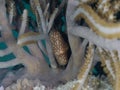 Flamingo tongue snail, Cyphoma gibbosum. Bonaire. Caribbean Diving holiday Royalty Free Stock Photo