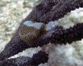 A Flamingo Tongue snail Cyphoma gibbosum in Cozumel Royalty Free Stock Photo