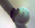 A Flamingo Tongue snail Cyphoma gibbosum in Cozumel Royalty Free Stock Photo