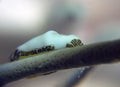 A Flamingo Tongue snail Cyphoma gibbosum in Cozumel Royalty Free Stock Photo