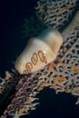 Flamingo Tongue snail Cyphoma gibbosum Royalty Free Stock Photo