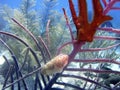 A Flamingo Tongue Snail Feeds on Sea Rod Royalty Free Stock Photo